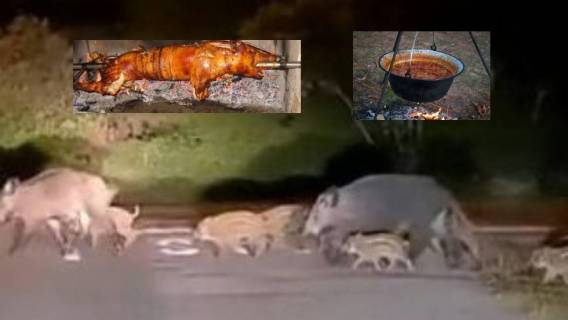 Zagrebom će se uskoro &scaron;iriti miris pečene i kuhane veprovine